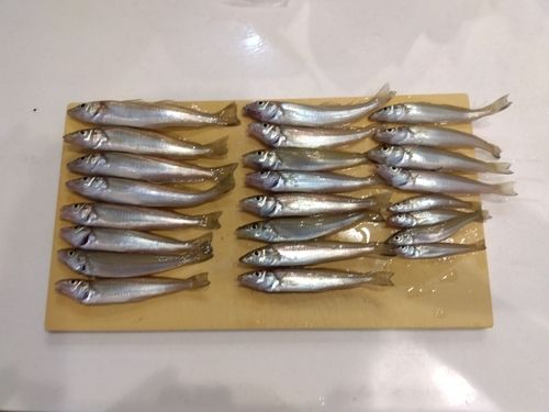 キスの釣果