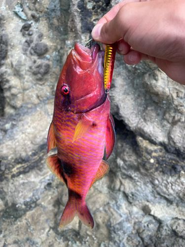 オジサンの釣果