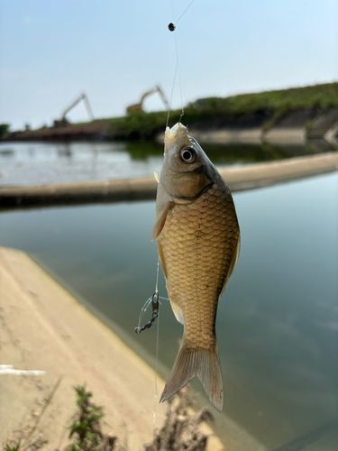 ギンブナの釣果