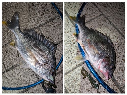 キビレの釣果