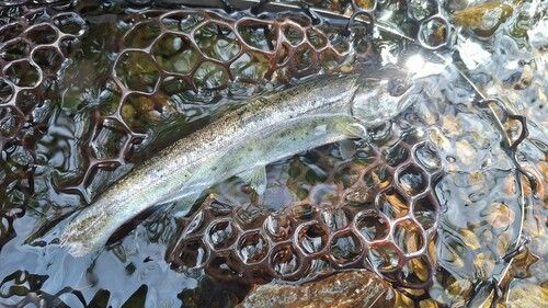 ヤマメの釣果