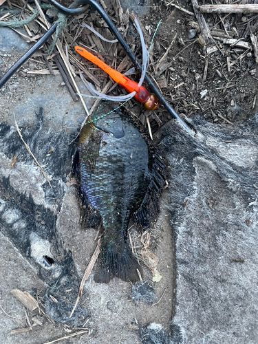 ブルーギルの釣果