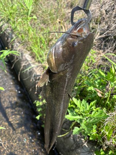ナマズの釣果