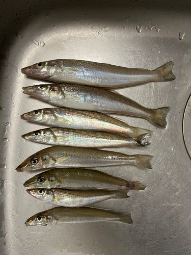 キスの釣果