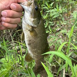 スモールマウスバス