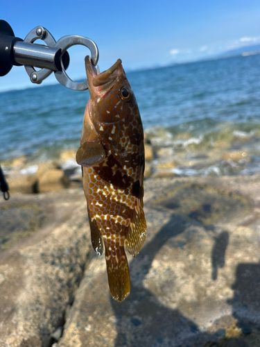 アコウの釣果