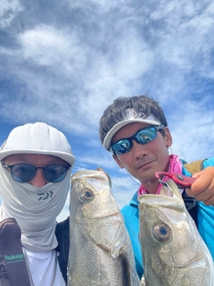 シーバスの釣果