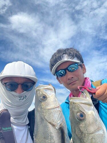 シーバスの釣果