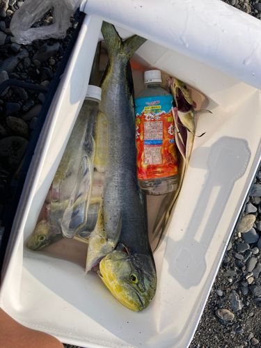 シイラの釣果