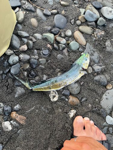 シイラの釣果