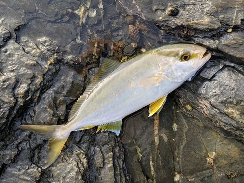 ネリゴの釣果
