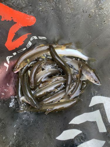 アユの釣果