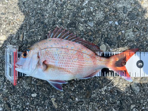 マダイの釣果