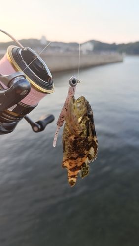 タケノコメバルの釣果