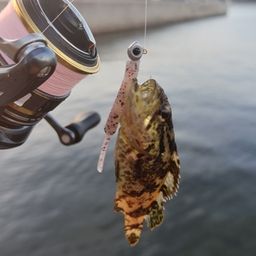 タケノコメバル