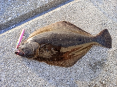 ヒラメの釣果