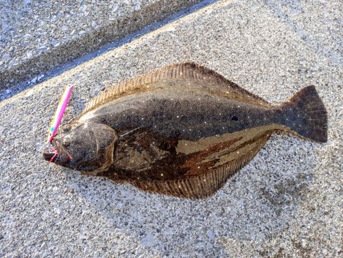 ヒラメの釣果