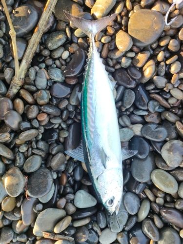 ソウダガツオの釣果