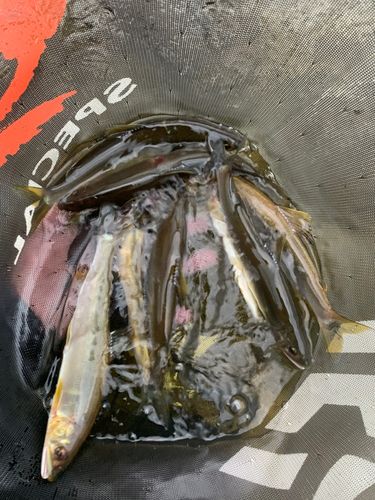 アユの釣果