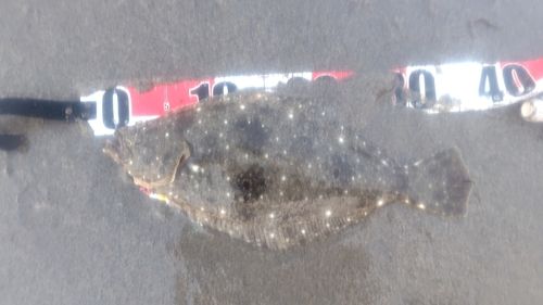 ソゲの釣果