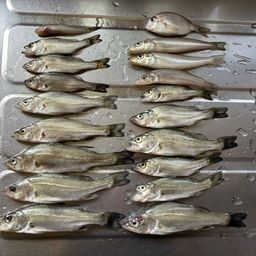 セイゴ（マルスズキ）