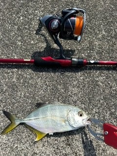 メッキの釣果
