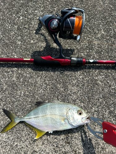メッキの釣果