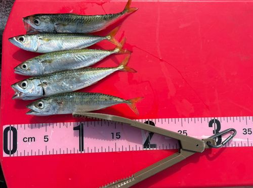 サバの釣果