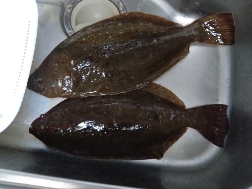 ヒラメの釣果