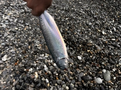 ソウダガツオの釣果