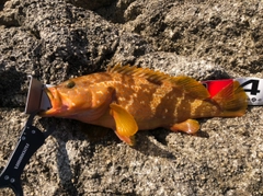 アコウの釣果