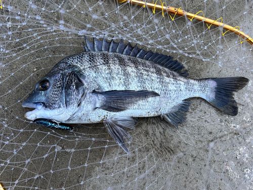 チヌの釣果