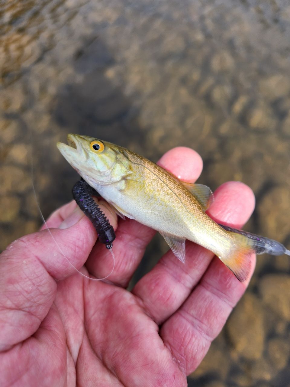 スモールマウスバス