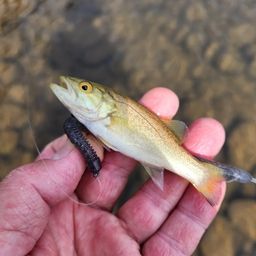 スモールマウスバス