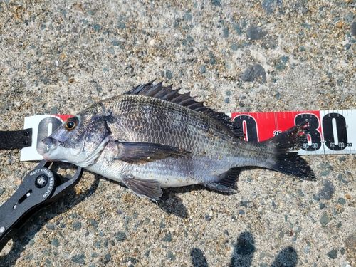 クロダイの釣果