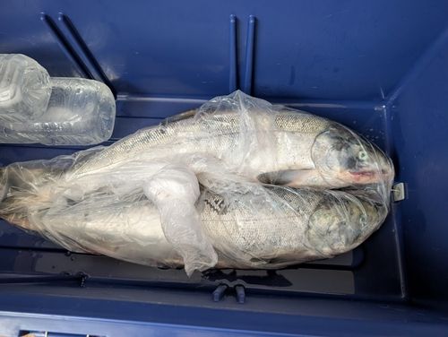 サケの釣果