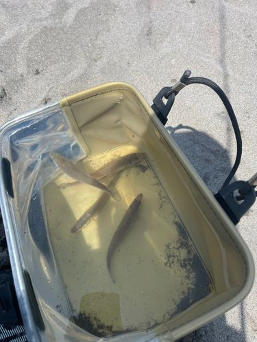 キスの釣果