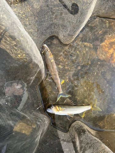 アユの釣果