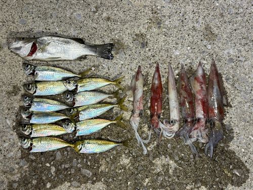 ケンサキイカの釣果
