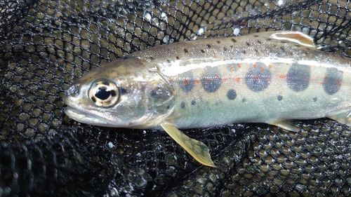 アマゴの釣果