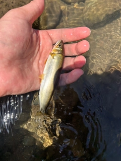 アユの釣果