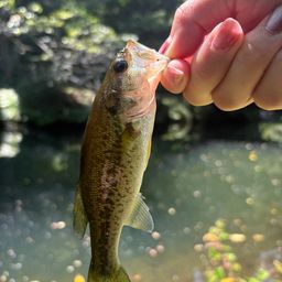 スモールマウスバス