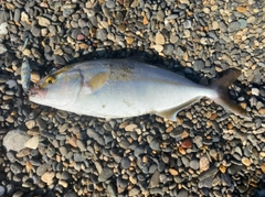 ショゴの釣果