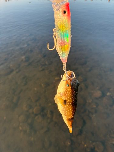 フグの釣果