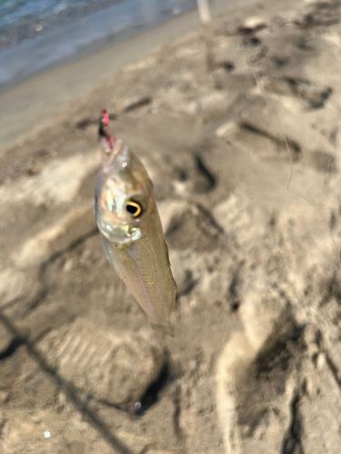 キスの釣果