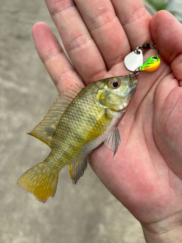 ティラピアの釣果