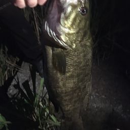 スモールマウスバス