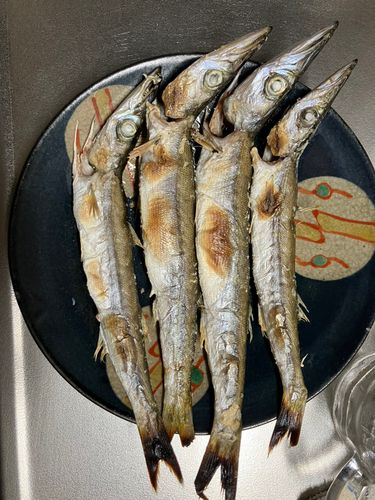 カマスの釣果