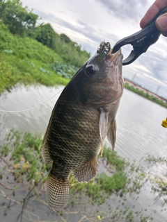 ティラピアの釣果