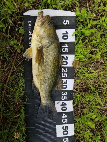 ブラックバスの釣果